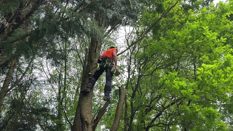 Best Arborist Consultation Services  in Poncha Springs, CO