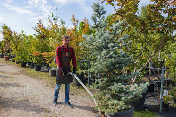 How Our Tree Care Process Works  in Poncha Springs, CO