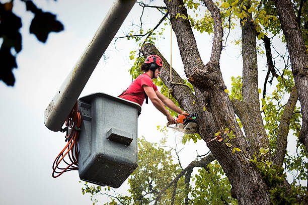 Best Leaf Removal  in Poncha Springs, CO