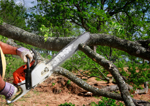 Best Tree Trimming and Pruning  in Poncha Springs, CO